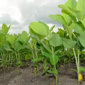 Alhambra csávázatlan oltott II. fok