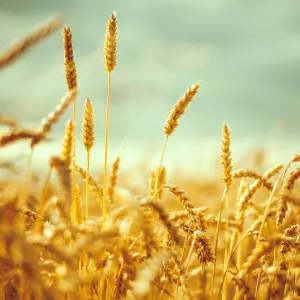 MV Kondás csávázott II. fok