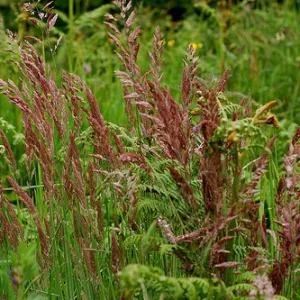 Relevant csávázatlan