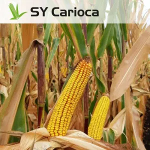 SY Carioca Elevation Plus csávázott+rovarölő +stimulátor