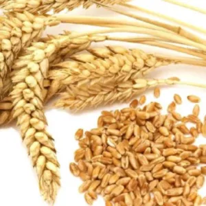 ÖKO-10 csávázatlan II. fok