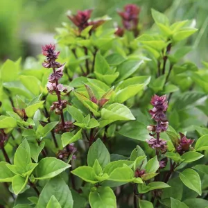 Bazsalikom-Ocimum basilicum csávázatlan