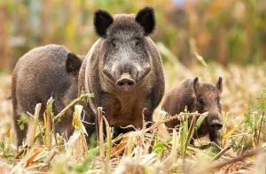 Tudatos fajválasztással csökkenthető a vadkár