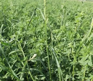 Zöldugar 40. csávázatlan