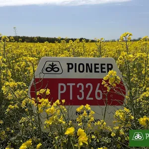 PT326 LumiGEN Insecticide csávázott+rovarölő +stimulátor