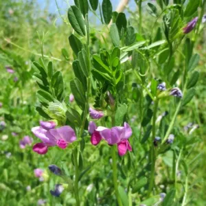 Jaga tavasz csávázatlan II. fok