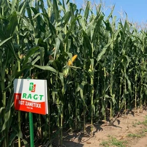 RGT Zanetixx csávázott