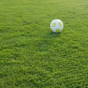 Sport Savaria csávázatlan