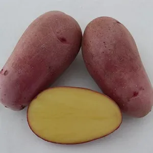 Démon dán csávázott E 35-60 mm