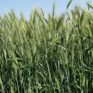 GK Március csávázott II. fok