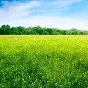 Zöldugar 57. csávázatlan