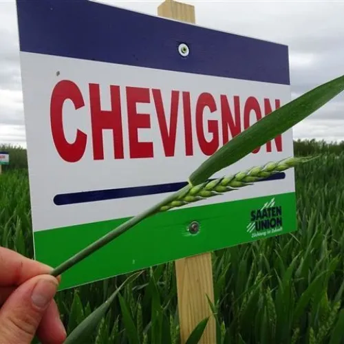 SU Chevignon csávázott+stimulátor I. fok