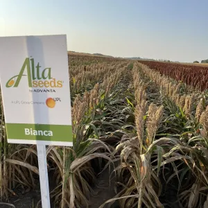 Bianca Antidótummal csávázott