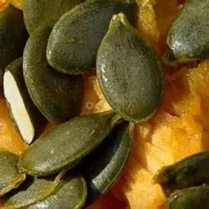 Maxilux héj nélküli csávázatlan hibrid