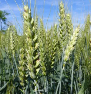 Mandarin Plusz csávázott+stimulátor II. fok