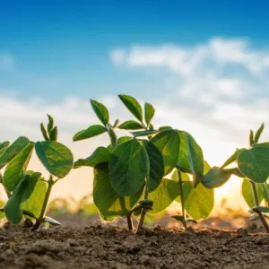 Annabella csávázatlan oltott II. fok