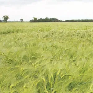 LG Zebra csávázott II. fok