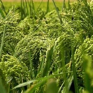 Fertődi 2. csávázatlan I. fok