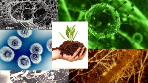 A talajbaktériumok szerepe a fenntartható mezőgazdaságban