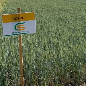 Sofru csávázott II. fok