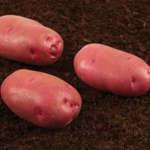 Tornado holland csávázott elit 35-55 mm