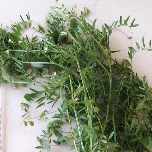 Rézi barna csávázatlan szuper elit