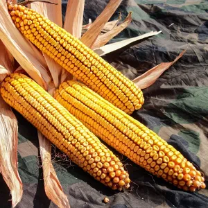 RGT Rivoxx csávázott