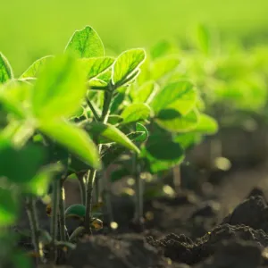 Atanga csávázatlan oltott II. fok