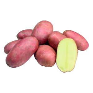 Cartagena holland csávázott A 35-55 mm