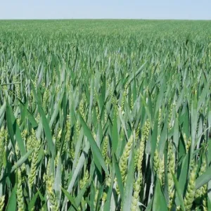 Barok Plusz csávázott+stimulátor II. fok