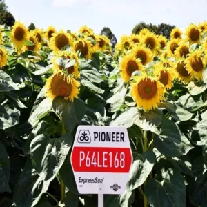 P64LE168 LumiGEN Insecticide csávázott+rovarölő +stimulátor