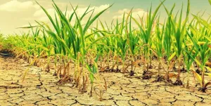 Aszály az agráriumban: hogyan védekezhetsz az extrém szárazság ellen?