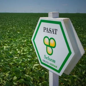 Pasat csávázatlan oltott II. fok