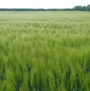 Sevilla Plusz csávázott+stimulátor II. fok