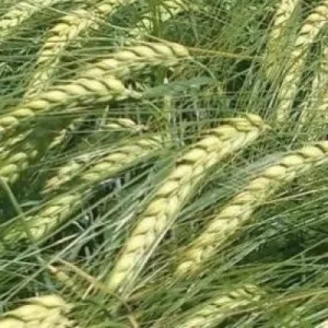 Rex csávázott II. fok