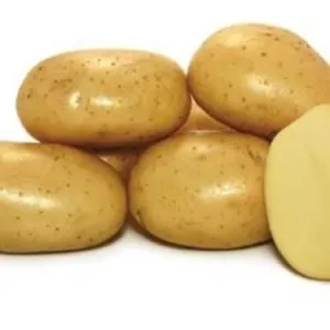 Agria dán csávázott E 35-55 mm