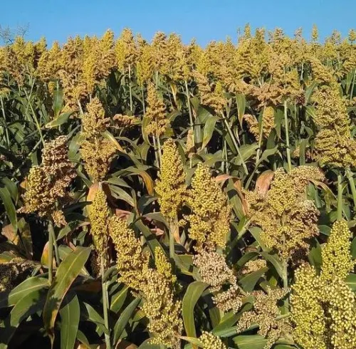 Little Giant BMR csávázatlan