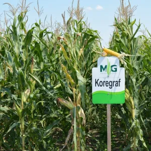 Koregraf csávázott+stimulátor