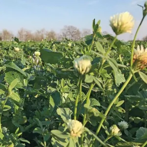 Akenaton csávázatlan