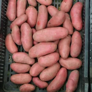 Cherie francia csávázott A 40-45 mm