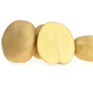 Hind holland csávázott A 35-55 mm