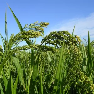 Alba csávázatlan I. fok