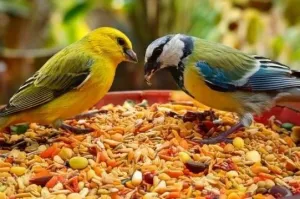 Madáreleség kukorica: Miért fontos és miért éri meg termeszteni?