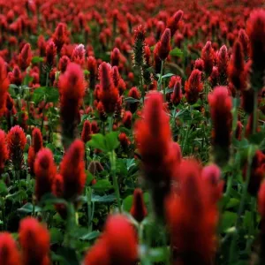 Lovászpatonai csávázatlan