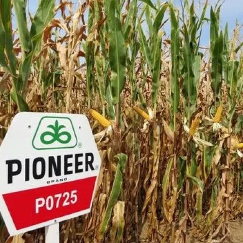 P0725 LumiGEN Standard csávázott+stimulátor