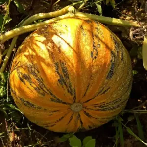 Szentesi futó héj nélküli csávázott fajta