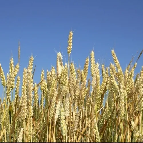 KG Bendegúz csávázott II. fok