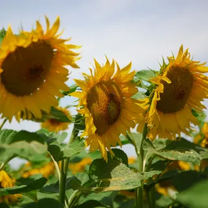 Celestis HO CLP csávázott