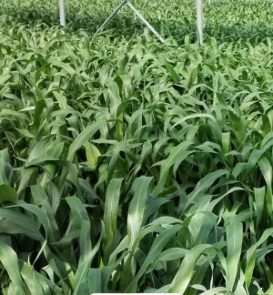 Ruzrok csávázatlan