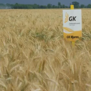 GK Maros csávázott II. fok